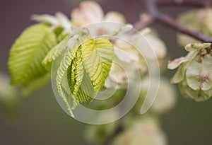 Branch of a tree with new leaves