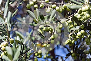 Branch tree olive