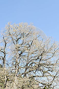 Branch tree over blue sky, pattern, close up.