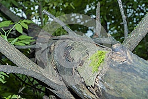 A branch of a tree with partially damaged bark and small growths of moss.