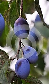 On a branch of a tree of plum