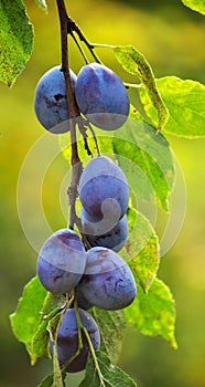 On a branch of a tree of plum