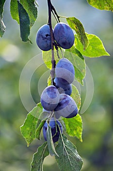 On a branch of a tree of plum