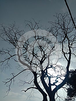Branch tree reflection