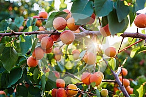 Branch of tree with ripe apricots