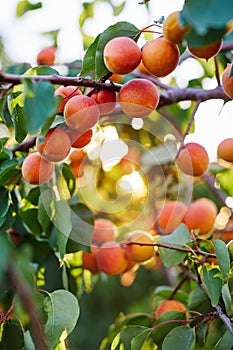 Branch of tree with ripe apricots photo