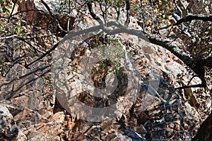 BRANCH OF A TREE WITH ROCKFACE IN BACKGROUND