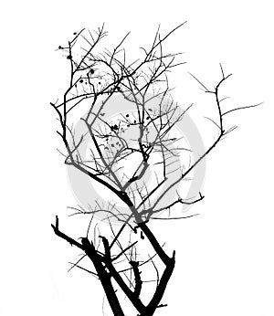 branch tree silhouette