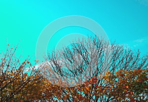 Branch Tree silhouette on sunnyday