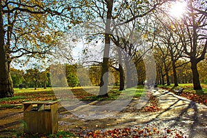 Branch Tree silhouette on sunnyday photo