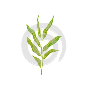 Branch of tree with small willow leaves. Fresh twig with green foliage. Nature theme. Detailed flat vector design