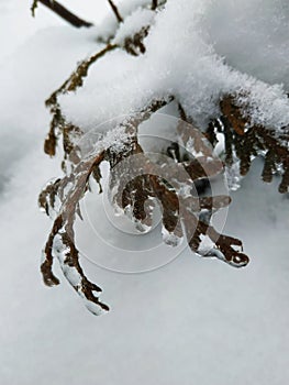 Branch of tree in snow