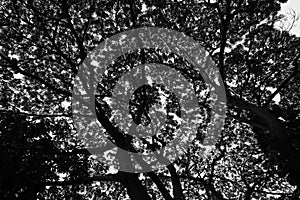 Branch tree structure