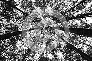 Branch tree structure