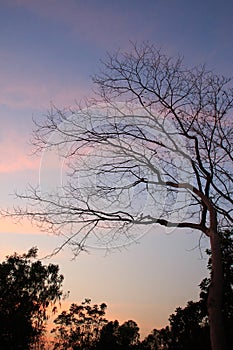Branch tree on twilight background