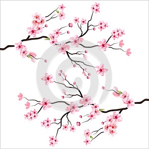 Branch tree vector illustration summer clipart autumn clipart nature forest, Background cherry blossom spring flower Japan,