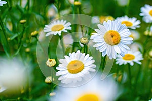 Branch of a tree with white flower