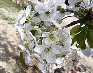 Branch of the tree with white flowers