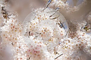 Branch from tree with white flowers abd blue sky