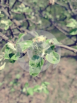 the branch of the tree is Yablonya. On it are green, velvet leaves with buds of flowers, which just begin to unfold.