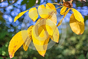 Branch of a tree with yellow leaves. Autumn in the park