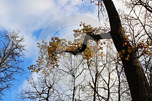 Branch of a tree with yellowed leaves in the park in the estate of Count Leo Tolstoy in Yasnaya Polyana