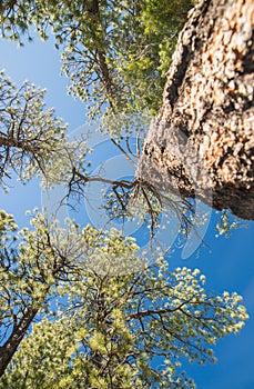 Branch trees and blue sky in elevation view