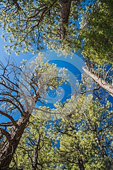 Branch trees and blue sky in elevation view