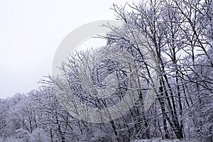 Branch of Trees Covered By Snow.