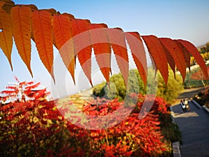 A branch and trees in fall season