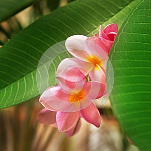 Branch of tropical flowers