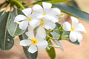 Branch of tropical flowers