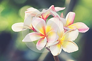 Branch of tropical flowers frangipani