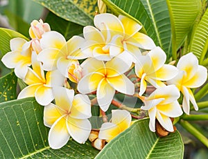 Branch of tropical flowers frangipani (plumeria), Thailand