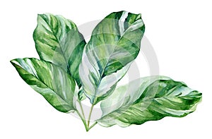 A branch of tropical plant with striped leaves. Watercolor illustration