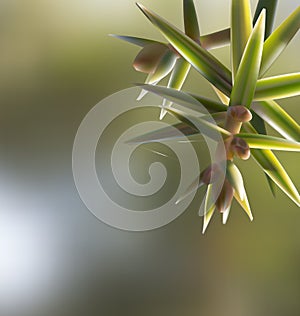 Branch twig Juniperus oxycedrus cade with needles photo