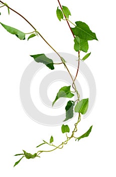 Branch of a twisted plant isolated on white