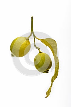 Branch and two Lemons