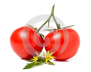 Branch of two tomato leaves and flower isolated white background