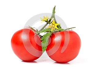 Branch of two tomato leaves and flower isolated white background