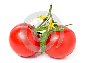 Branch of two tomato leaves and flower white background