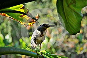 On the branch of typhonodorum lindleyanum a bird Butorides striata perched