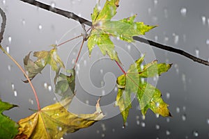 Branch under autumnal rain