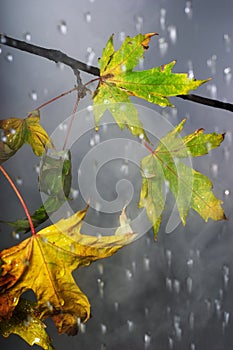 Branch under autumnal rain