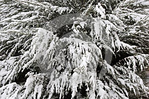 Branch under heavy snow
