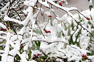 Branch under heavy snow