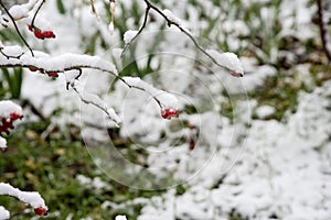 Branch under heavy snow