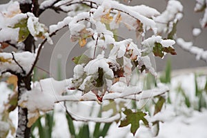 Branch under heavy snow