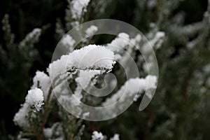 Branch under snow in the autimn