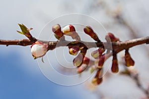 Branch with unopened buds of cherry tree